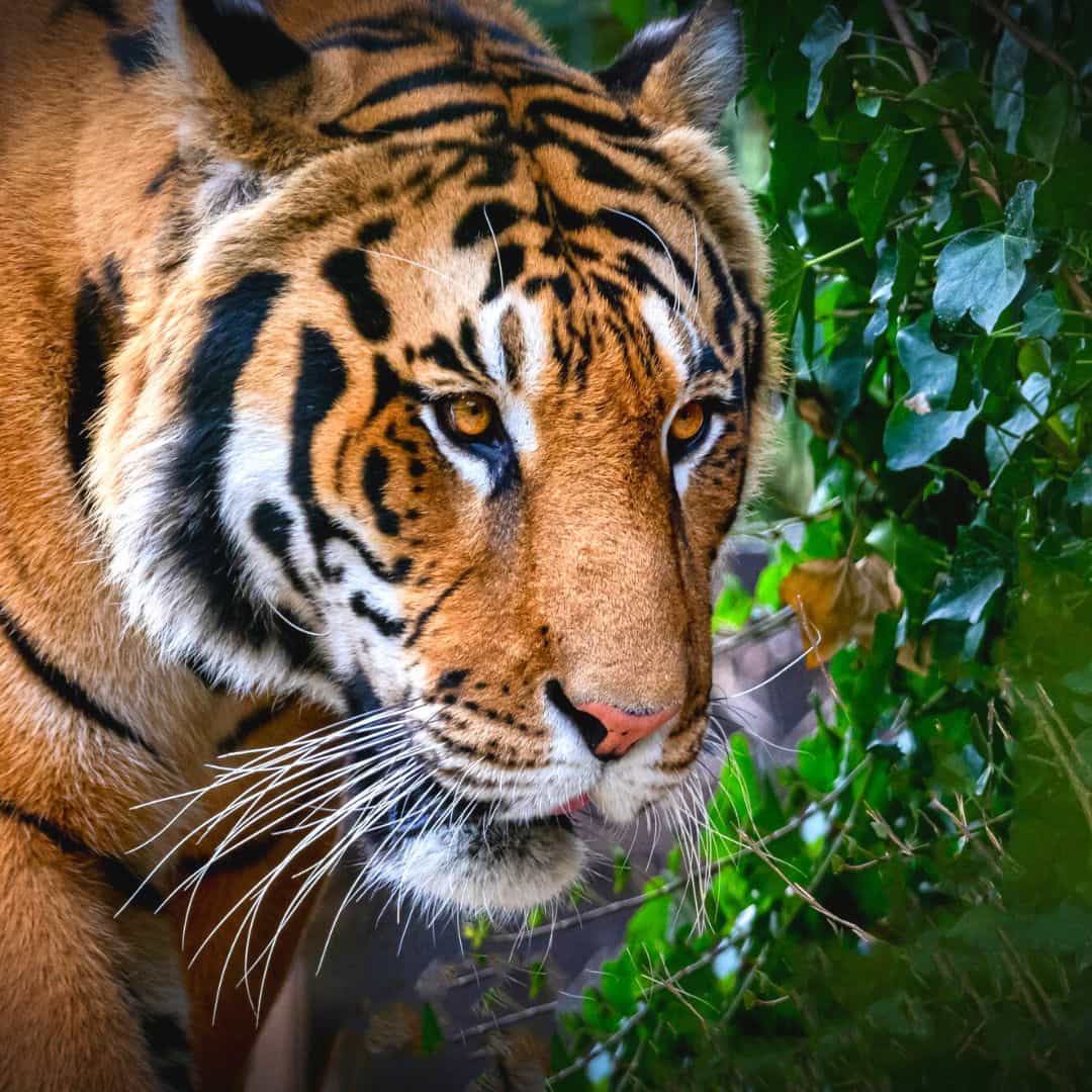 De tijgers van de Wereld-Wildlife van Aywaille