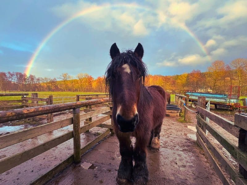 Op bezoek bij de paarden
