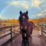 A la rencontre des chevaux